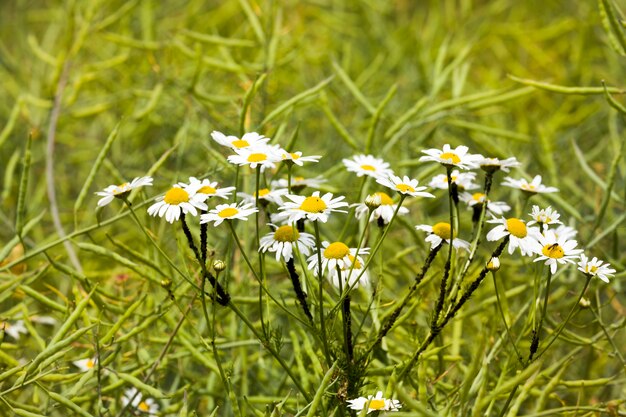 Gros plan sur les marguerites en fleurs