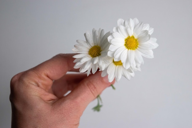 gros plan de marguerites sur fond blanc