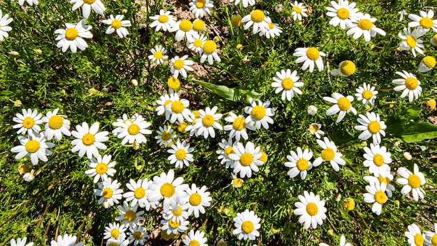 Gros plan de marguerites sur le terrain un jour de printemps