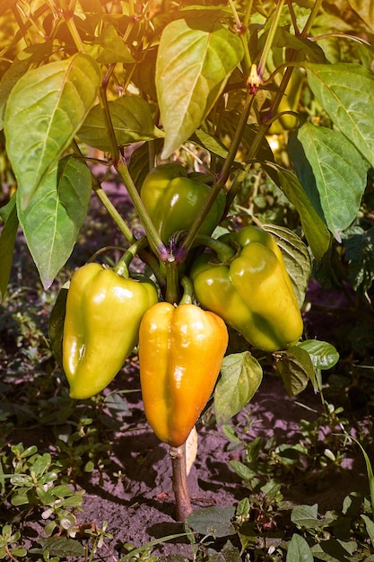 Gros plan sur la maturation des poivrons dans la plantation de poivre d'accueil Poivron doux jaune et orange frais