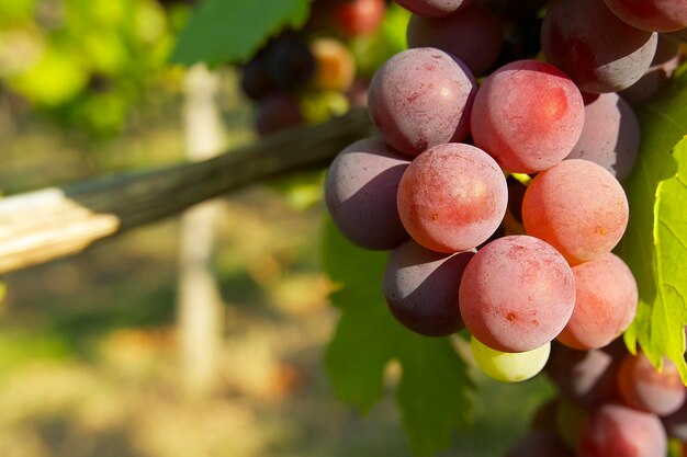 gros plan de la maturation des raisins dans le vignoble lors d'une soirée ensoleillée en Allemagne