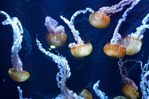 Un gros plan de méduses dans l'eau