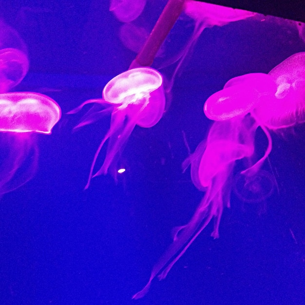 Photo un gros plan de méduses en mer