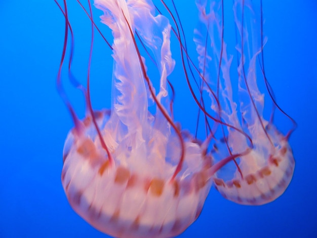 Un gros plan de méduses en mer