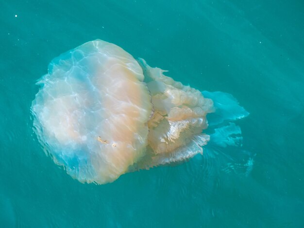 Un gros plan de méduses en mer