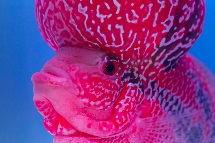 Photo gros plan de méduses en mer