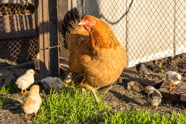 Gros plan d'une mère poussin avec ses poussins dans l'herbe