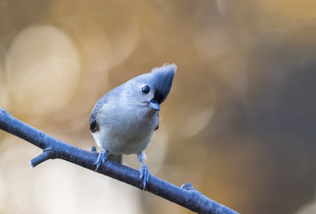 Gros plan d'une mésange tuftée mignonne perchée sur une branche