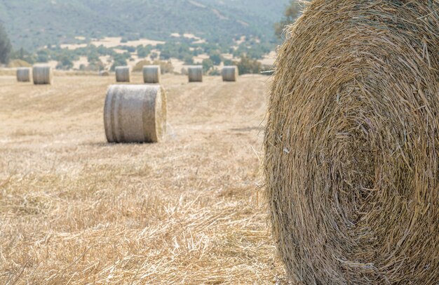 Gros plan d'une meule de foin et d'un champ d'herbe sèche avec des balles de foin au loin. Mise au point douce, espace de copie