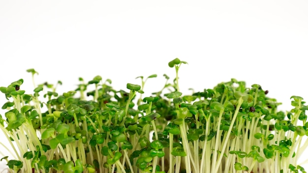 Gros plan de micro-verts frais pousses de moutarde Microgreen Microgreens de plus en plus concept d'alimentation saine Microgreens de moutarde