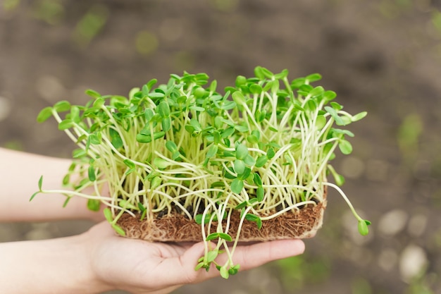 Gros plan microgreen de graines de tournesol avec de la terre en main