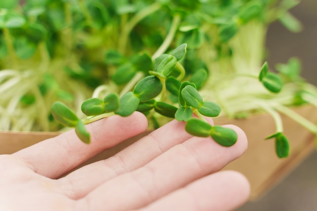 Gros plan microgreen de pousses de tournesol