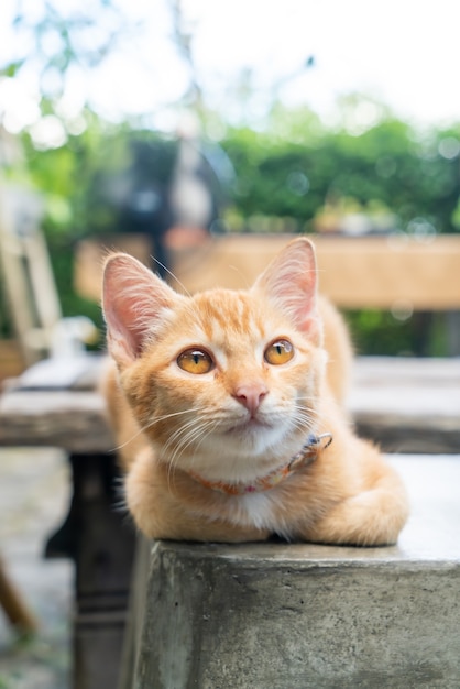 gros plan mignon bébé chat orange