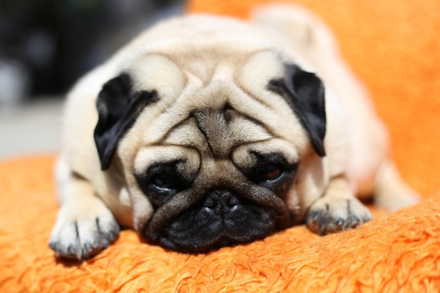 Gros plan d'un mignon Carlin allongé sur une couverture orange et relaxant