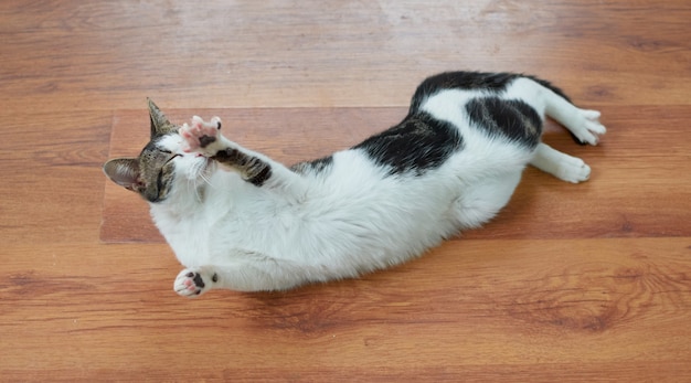 Un gros plan d'un mignon chat moelleux allongé sur le sol