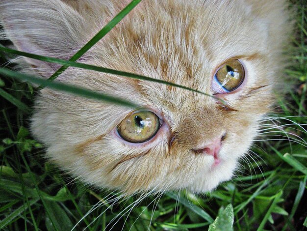 Un gros plan d'un mignon chat