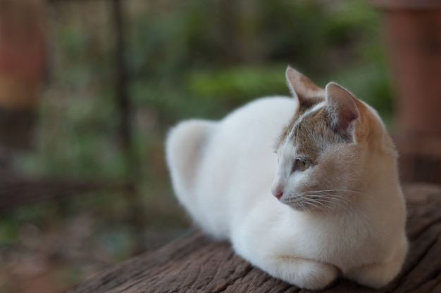 Gros plan, mignon, chat