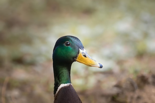 Un gros plan d'un mignon gros canard brun