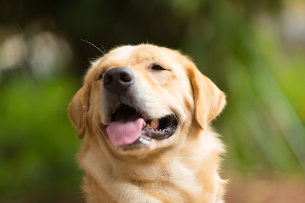 Gros plan de mignon Labrador retriever