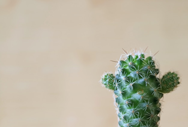 Gros plan d&#39;un mini cactus vert sur le mur en bois