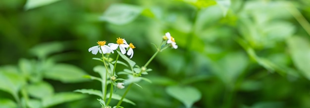 Gros plan d'une mini fleur blanche avec du pollen jaune sous la lumière du soleil avec espace de copie en utilisant comme arrière-plan vert plantes naturelles paysage écologie concept de page de garde