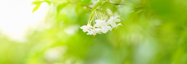 Gros plan de mini fleur blanche sous la lumière du soleil avec espace de copie en utilisant comme arrière-plan vert plantes naturelles paysage écologie concept de page de garde