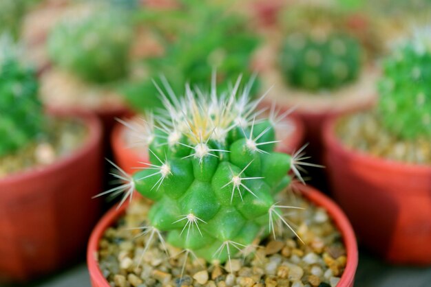 Gros plan d'une mini plante de cactus épineux en pot