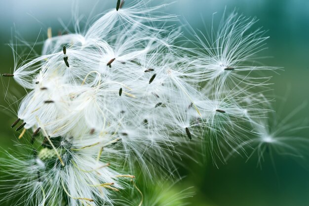 Gros plan et mise au point douce de fleurs sauvages sur la colline qui coule dans le vent