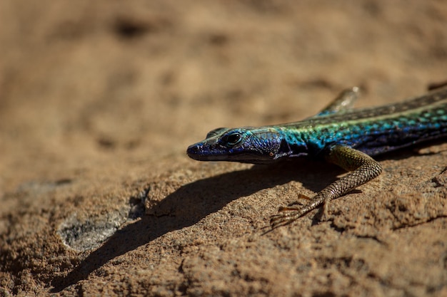 Gros plan sur une mise au point peu profonde d'un lézard dans un désert