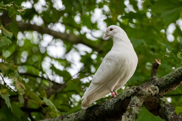 Gros plan de la mise au point sélective d'une colombe blanche perchée sur la branche d'arbre