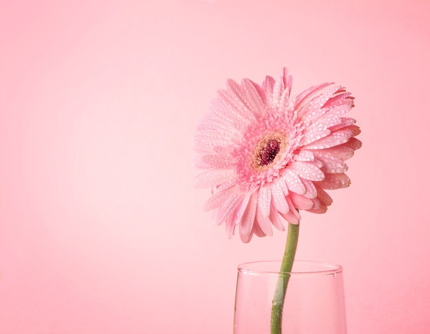 Gros plan et mise au point sélective de flowe rose doux