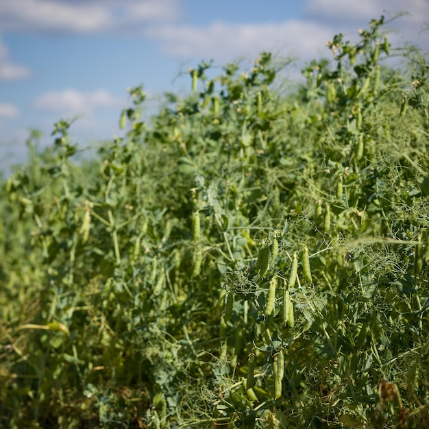 Gros plan de mise au point sélective sur les gousses de pois verts frais sur les plants de pois dans un champ Culture de pois à l'extérieur