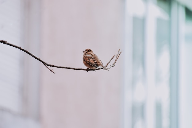 Gros plan d'un moineau assis sur une branche d'arbre