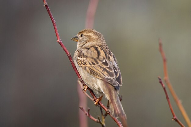 Gros plan sur le moineau assis sur une branche