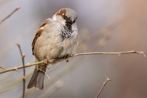 Gros plan sur le moineau assis sur une branche