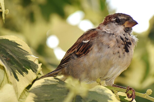 Photo un gros plan d'un moineau perché sur une plante