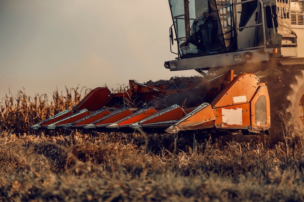 Gros plan de la moissonneuse-batteuse de maïs sur le terrain à l'automne. Machines dans l'agriculture.