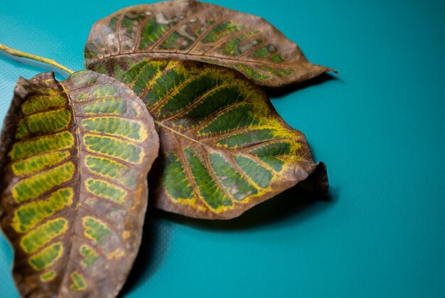 Gros plan d'un motif sur des feuilles de noyer d'automne