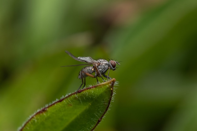 Gros plan d'une mouche debout sur une feuille verte