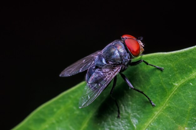 Photo gros plan, de, mouche, sur, a, feuille