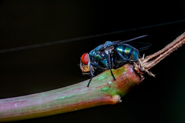 Photo gros plan, de, mouche, sur, a, feuille