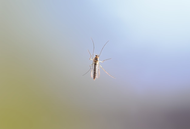 Gros plan d'une mouche grue, un insecte de la famille des Tipulidae perché sur une fenêtre en regardant la caméra