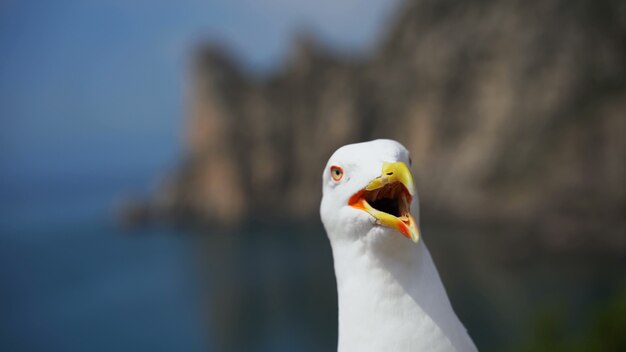 Gros plan mouette avec bec ouvert