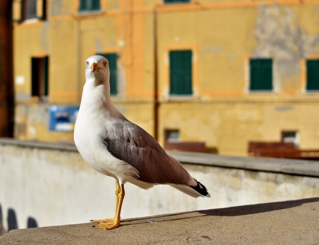 gros plan, de, a, mouette, à, coucher soleil