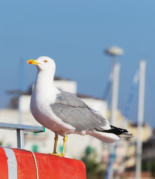 Gros plan d'une mouette debout sur une bouée de sauvetage