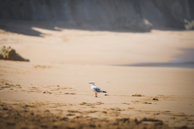 Photo gros plan de mouette à la plage