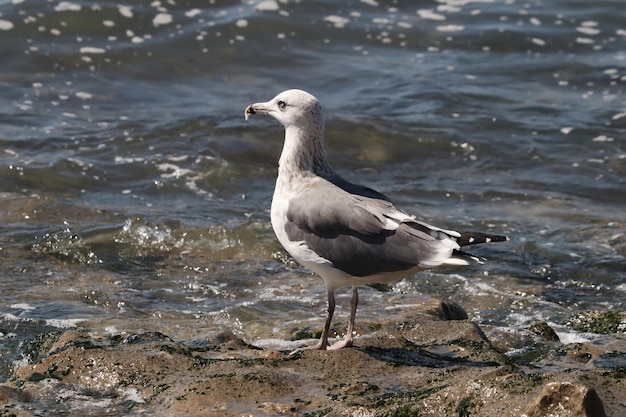 Gros plan d'une mouette près de l'eau