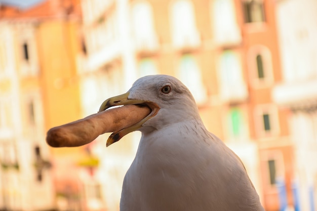 Le gros plan d'une mouette tient du pain dans sa bouche. Bâtiments illuminés en arrière-plan clair