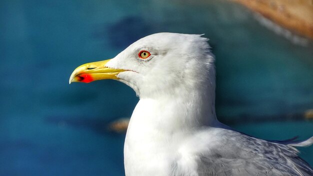 Un gros plan de la mouette