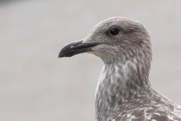 Un gros plan de la mouette